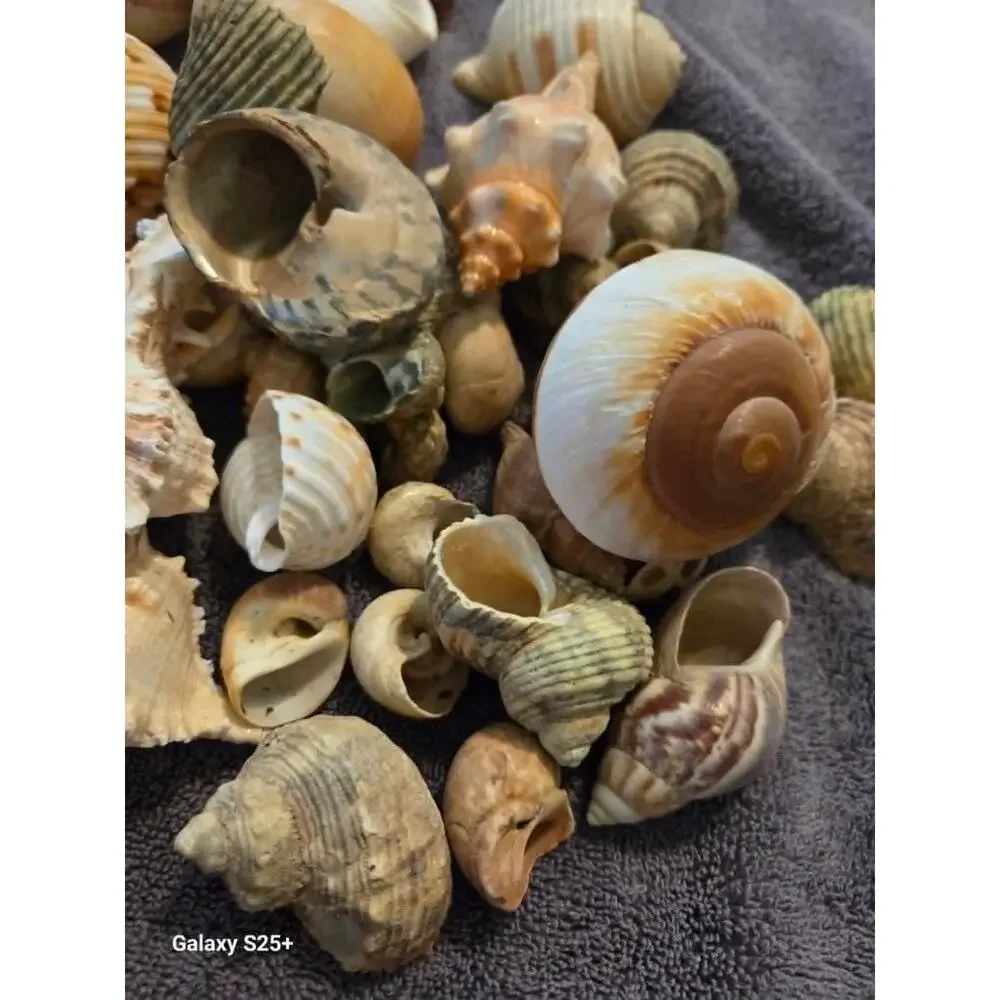 50+ Assorted Natural Hermit Crab Shells - All Sizes! New Homes! - Picture 4 of 4